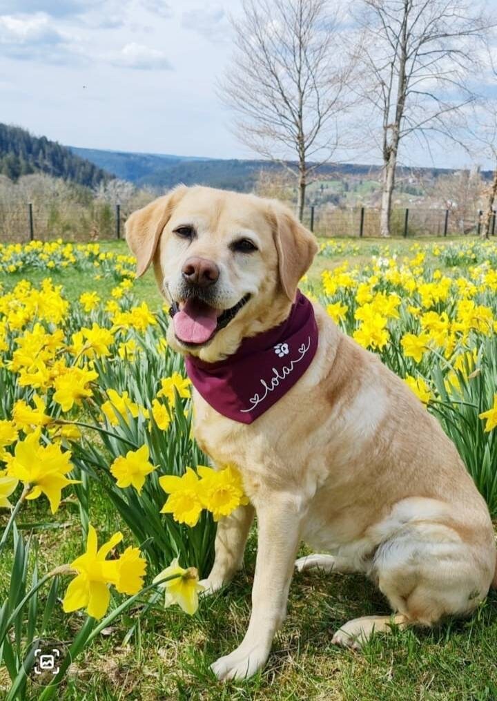 Hunde-Halstuch / Dreieckstuch für Hunde, personalisiert mit Namen und Pfote